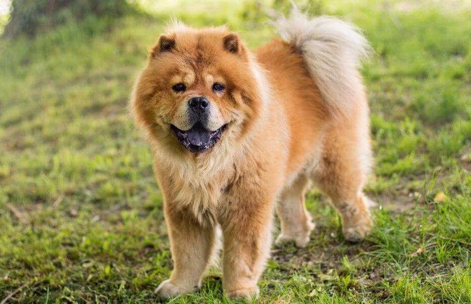 Long Haired Chow Chow Dog Breed Image 4