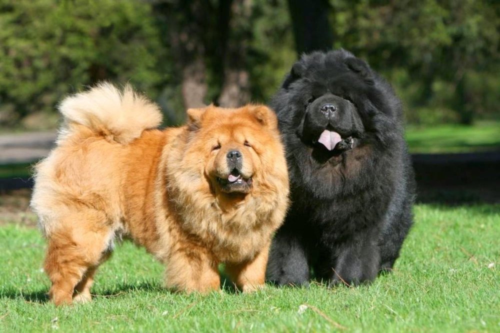 Long Haired Chow Chow Dog Breed Image 6