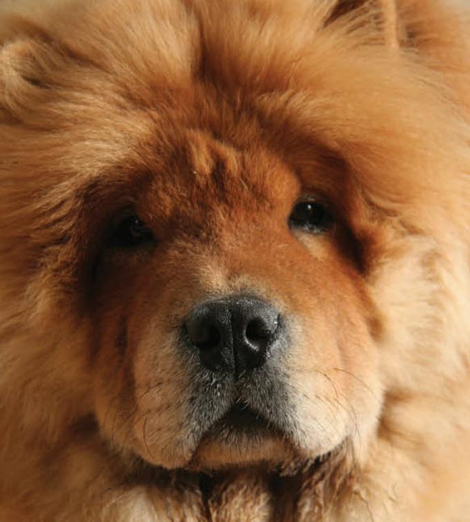 Long Haired Chow Chow Dog Breed Image 7