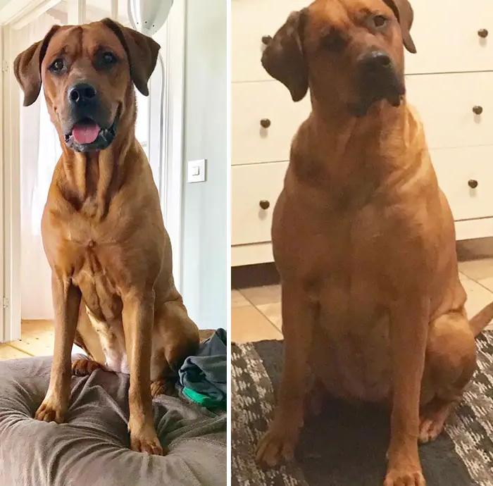 Losing Weight With Your Dog Image 19