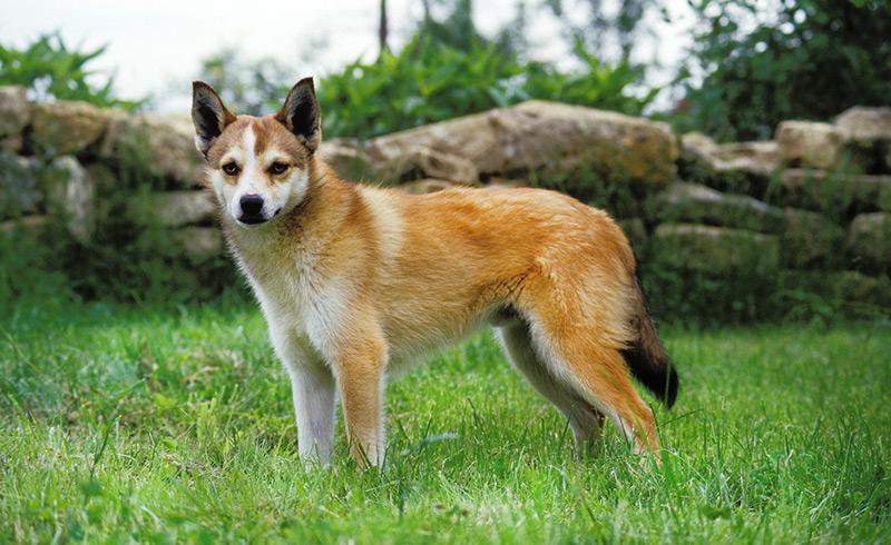 Lundehund Dog Breed Image 10