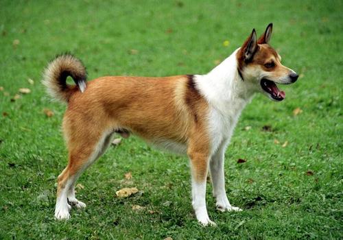 Lundehund Dog Breed Image 14