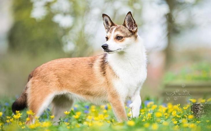 Lundehund Dog Breed Image 4