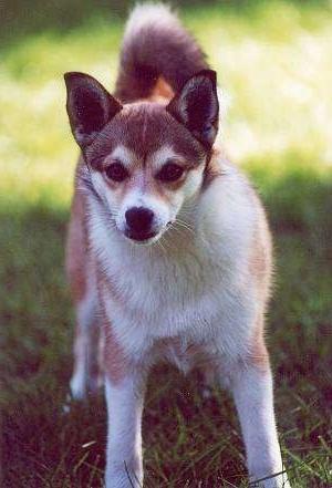 Lundehund Dog Breed Image 9