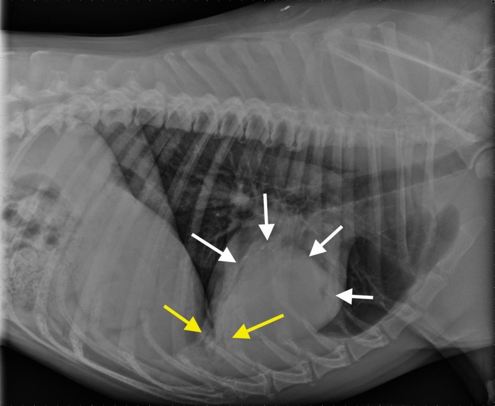 Lung Cancer in Dogs Image 10