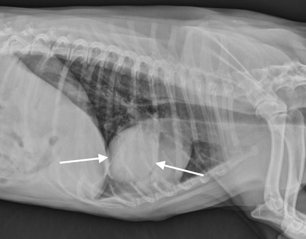 Lung Cancer in Dogs Image 11