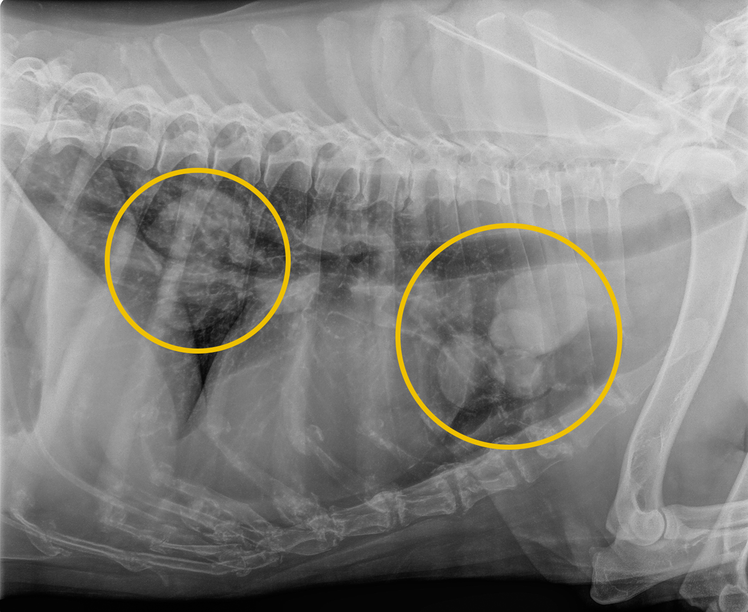 Lung Cancer in Dogs Image 5