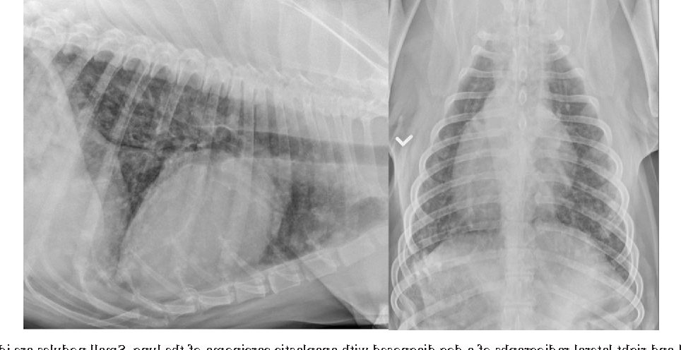 Lung Cancer in Dogs Image 8