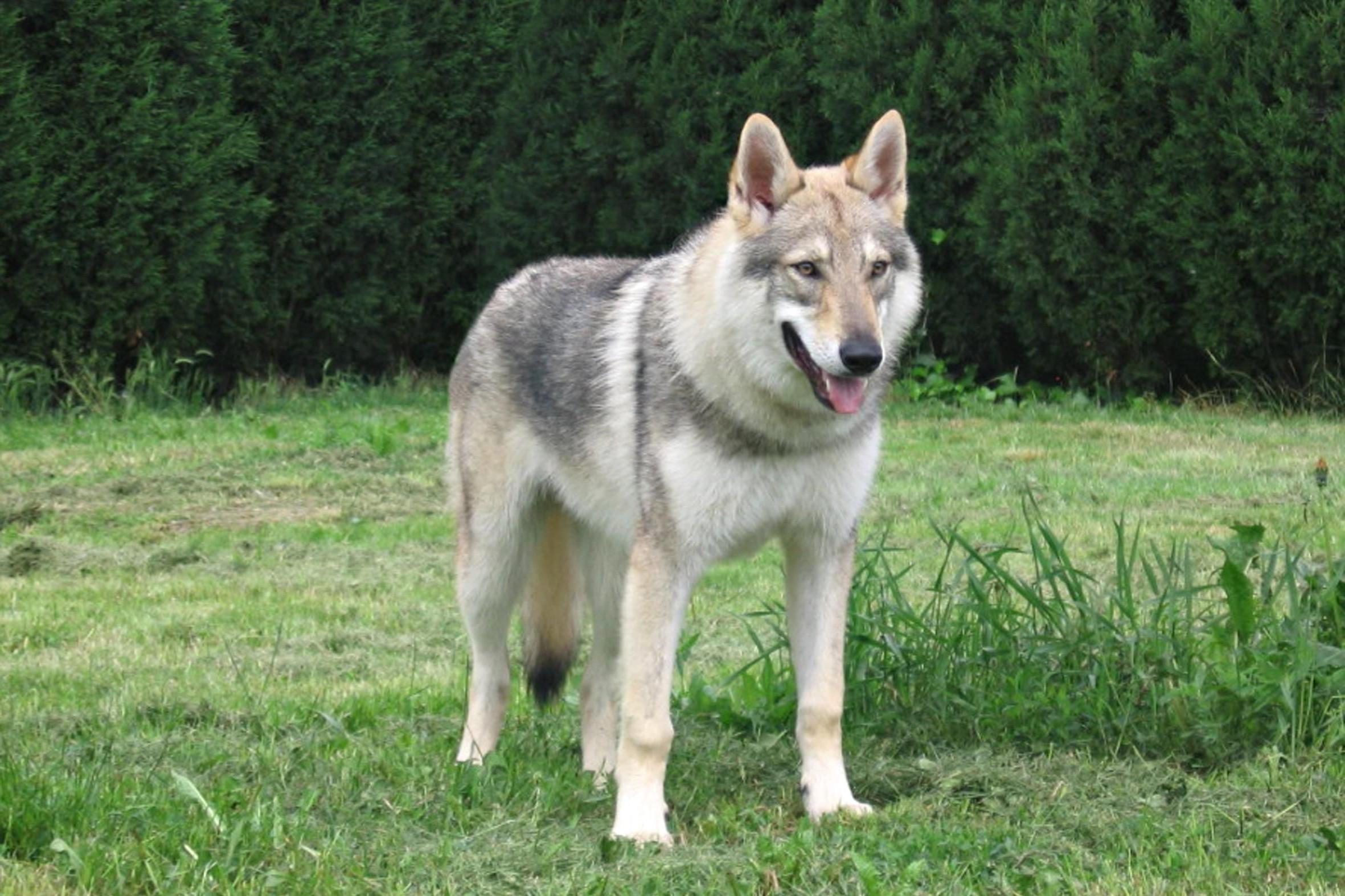 Lupo Italiano Dog Breed Image 16