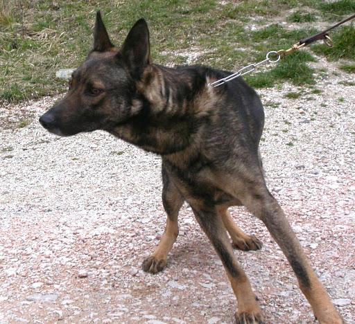 Lupo Italiano Dog Breed Image 5