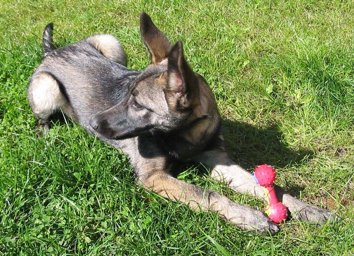 Lupo Italiano Dog Breed Image 9