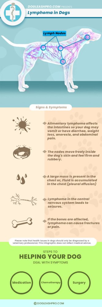 Lymphoma in Dogs Image 19