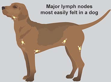 Lymphoma in Dogs Image 20