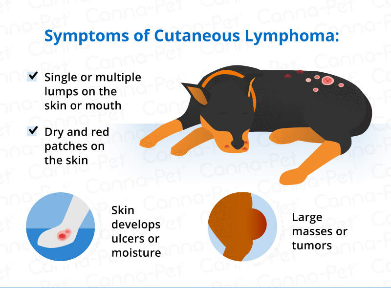 Lymphoma in Dogs Image 3