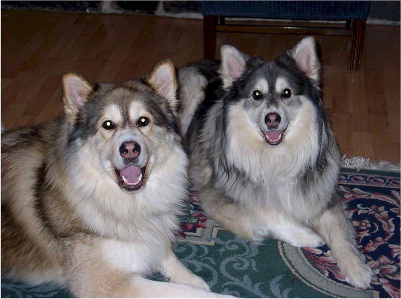 Mackenzie River husky Dog Breed Image 12