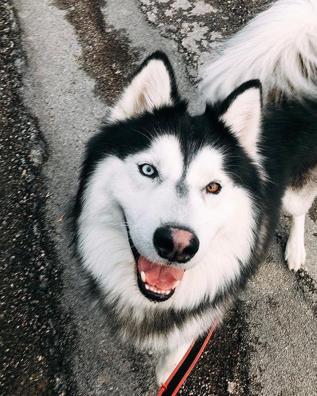 Mackenzie River husky Dog Breed Image 14