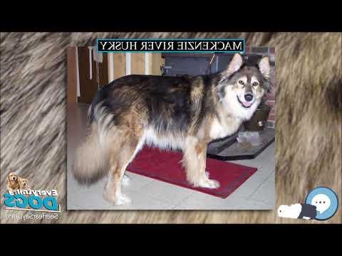 Mackenzie River husky Dog Breed Image 15