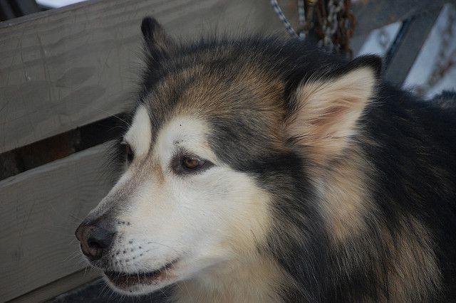 Mackenzie River husky Dog Breed Image 17