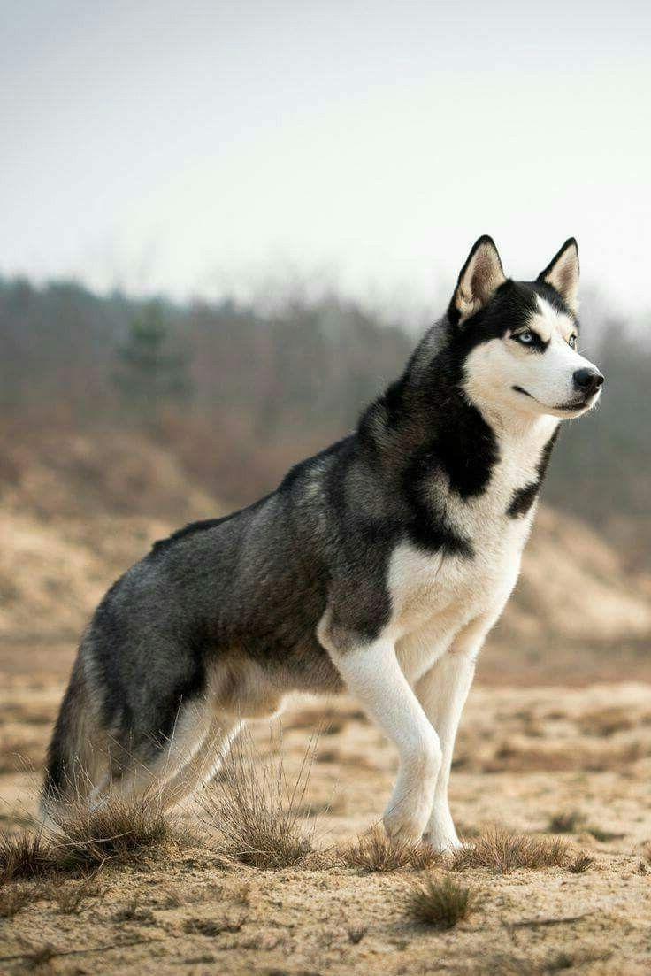 Mackenzie River husky Dog Breed Image 20