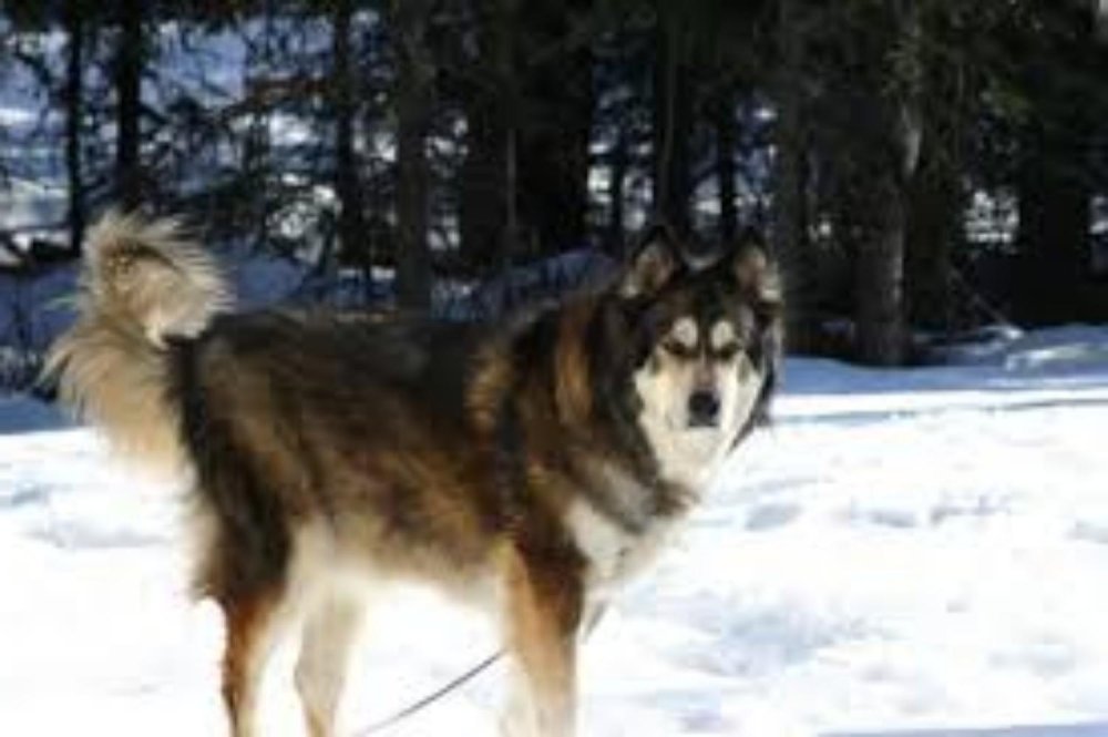 Mackenzie River husky Dog Breed Image 5