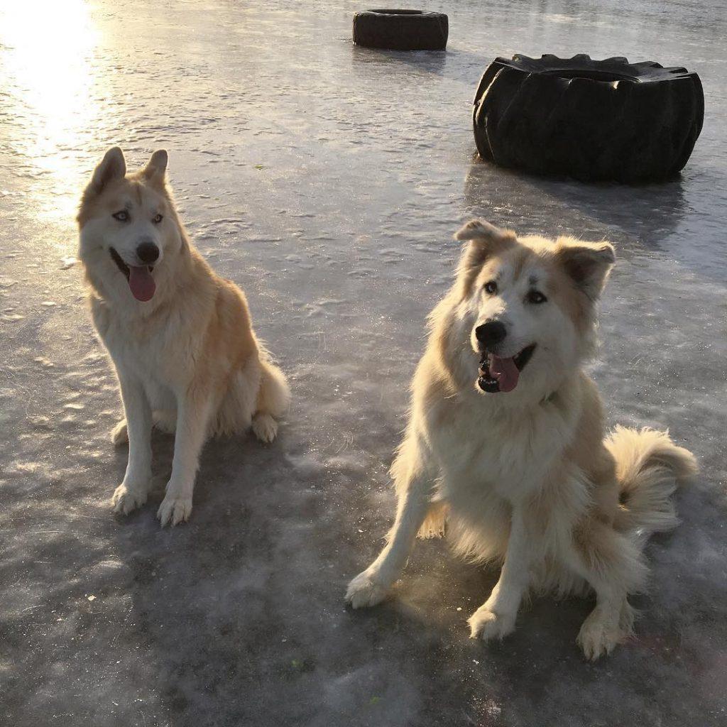 Mackenzie River husky Dog Breed Image 8