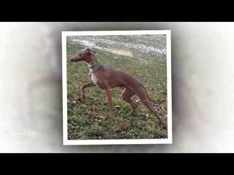 Mahratta Greyhound Dog Breed Image 13