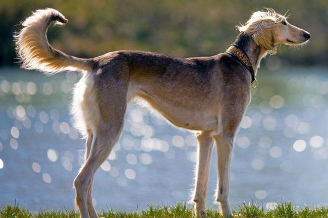 Mahratta Greyhound Dog Breed Image 8