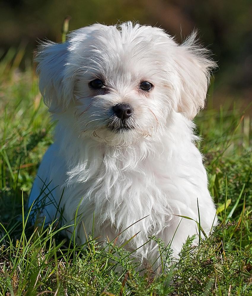 Maltese Dog Breed Image 1