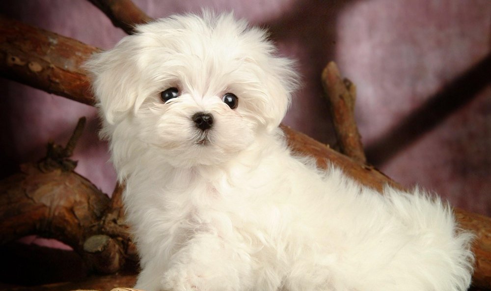 Maltese Dog Breed Image 14