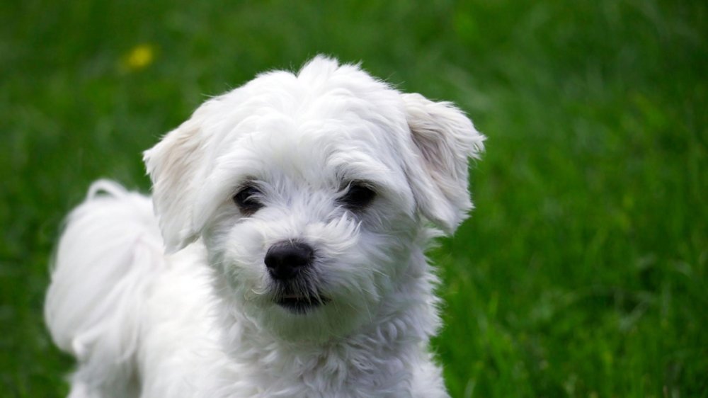 Maltese Dog Breed Image 16