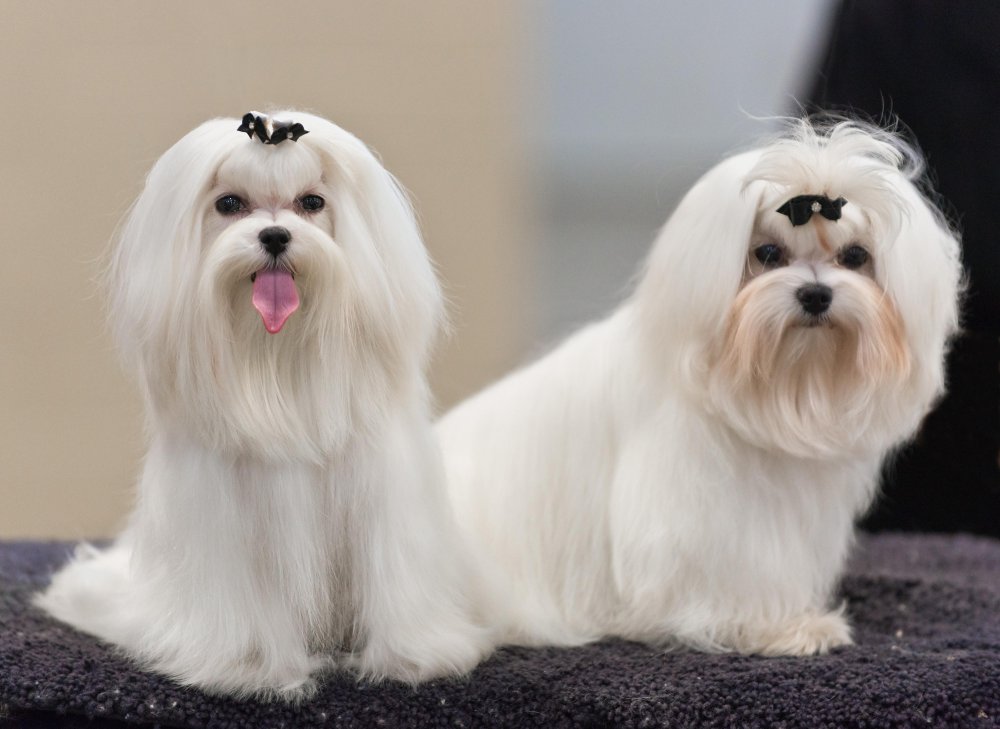 Maltese Dog Breed Image 2