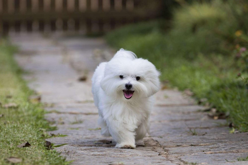 Maltese Dog Breed Image 8