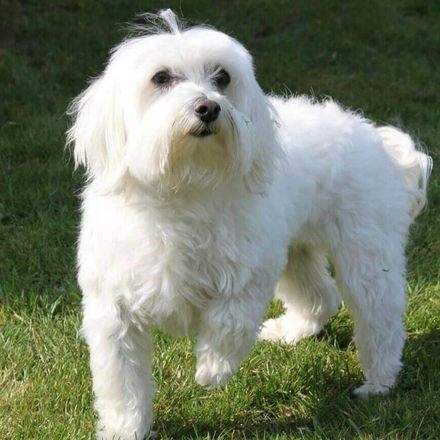 Maltese Terrier Dog Breed Image 10