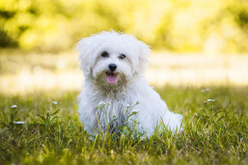 Maltese Terrier Dog Breed Image 18