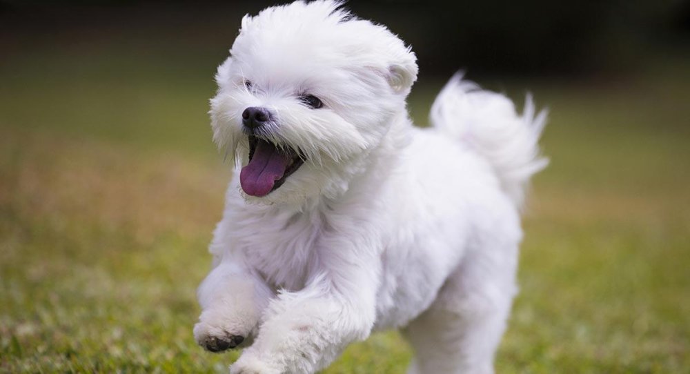 Maltese Terrier Dog Breed Image 2