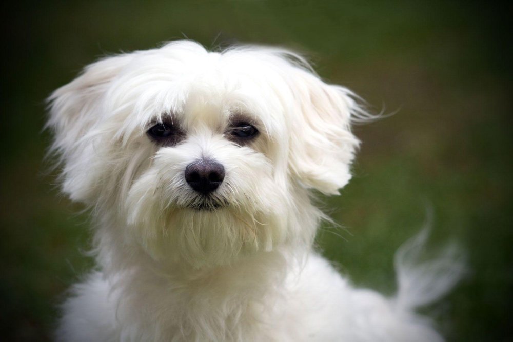 Maltese Terrier Dog Breed Image 7