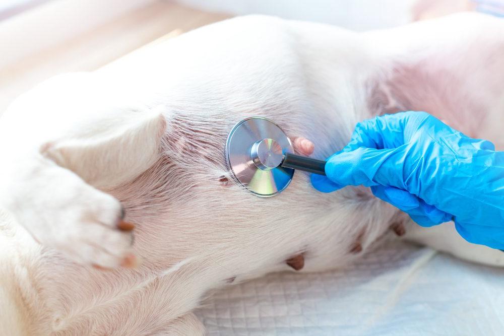 Understanding Mammary Cancer in Dogs: Symptoms, Diagnosis, and ...