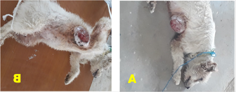 Mammary Cancer in Dogs Image 4