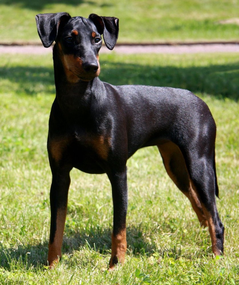 Manchester Terrier Dog Breed Image 1