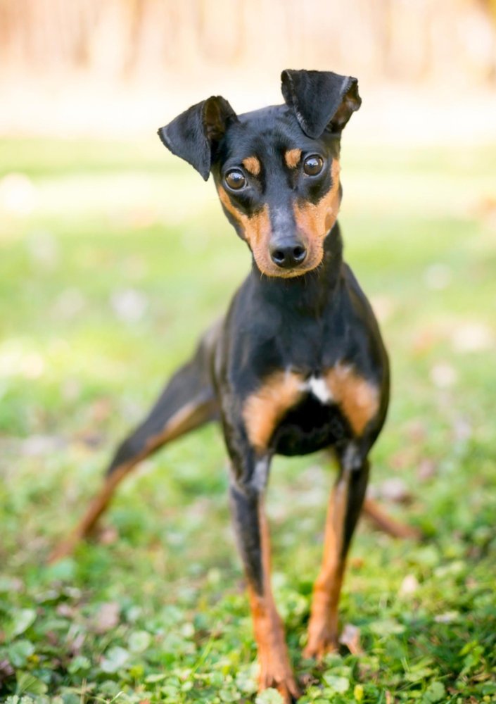 Manchester Terrier Dog Breed Image 10