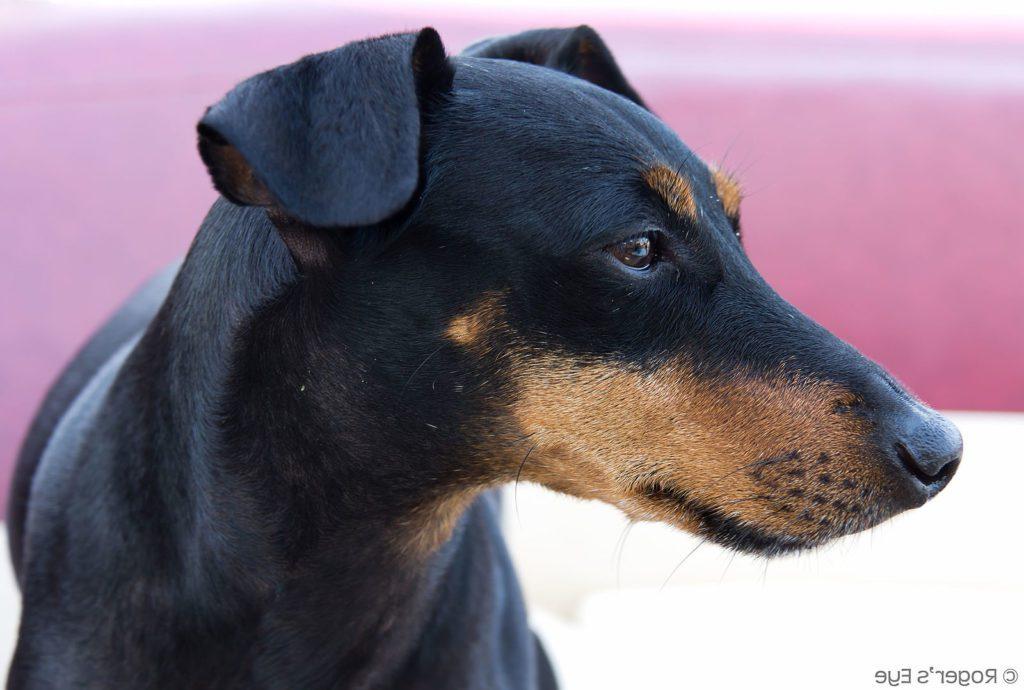 Manchester Terrier Dog Breed Image 16