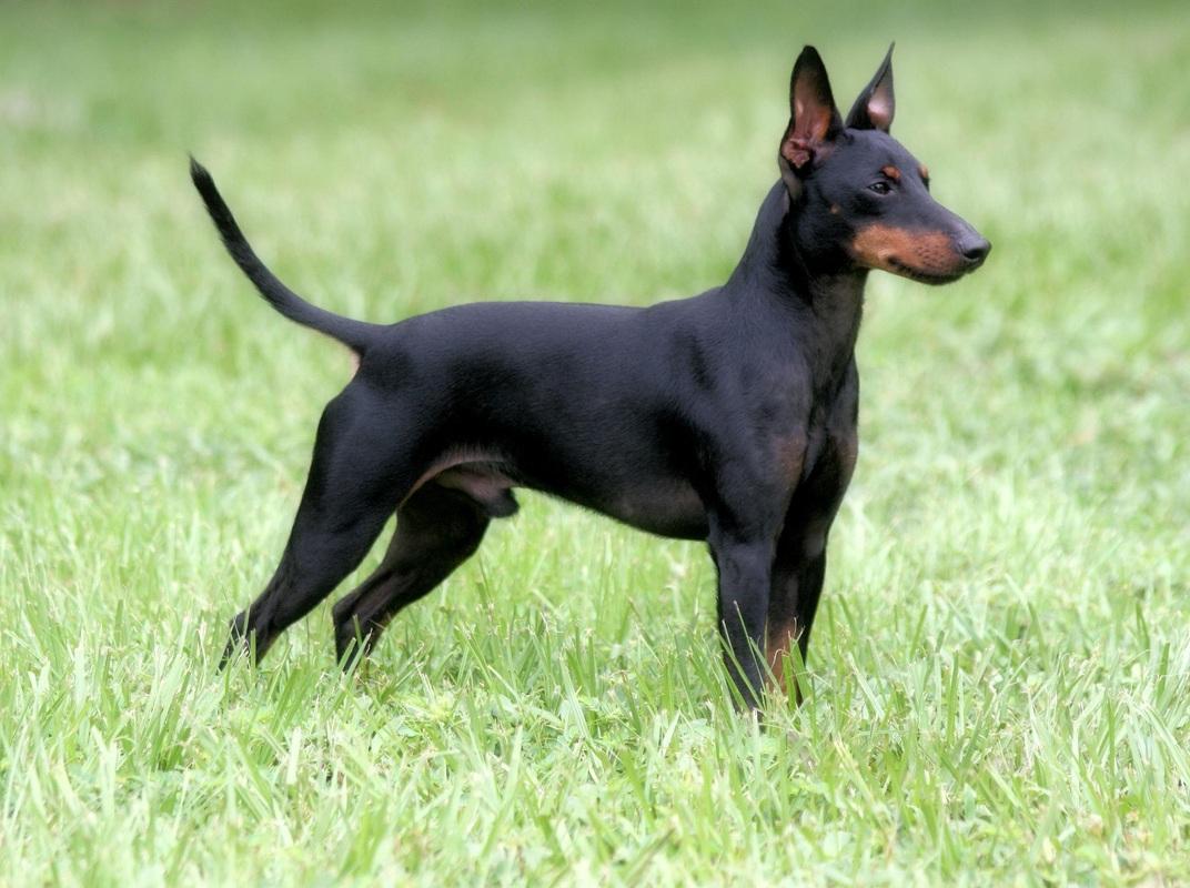 Manchester Terrier Dog Breed Image 2