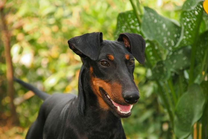 Manchester Terrier Dog Breed Image 9