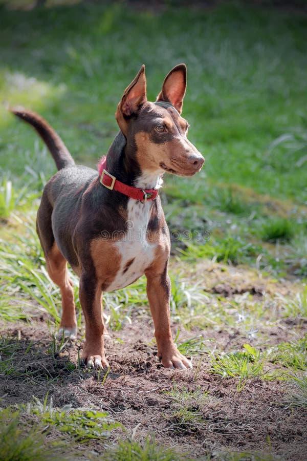 Maneto Dog Breed Image 15