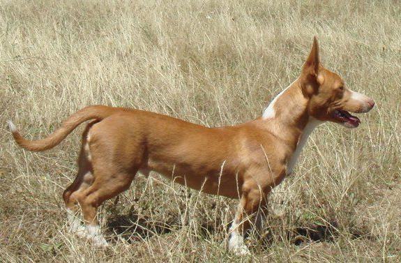 Maneto Dog Breed Image 5