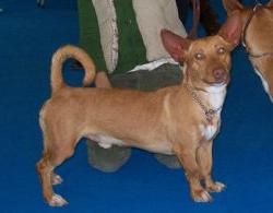 Maneto Dog Breed Image 7