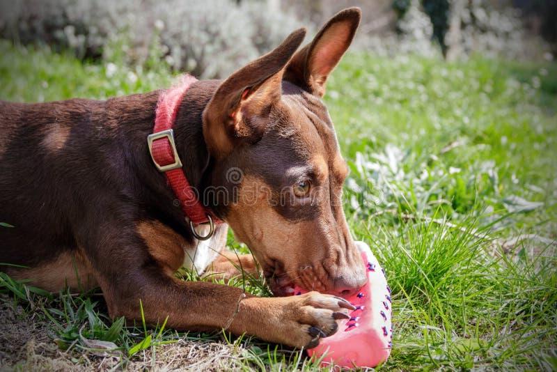 Maneto Dog Breed Image 9