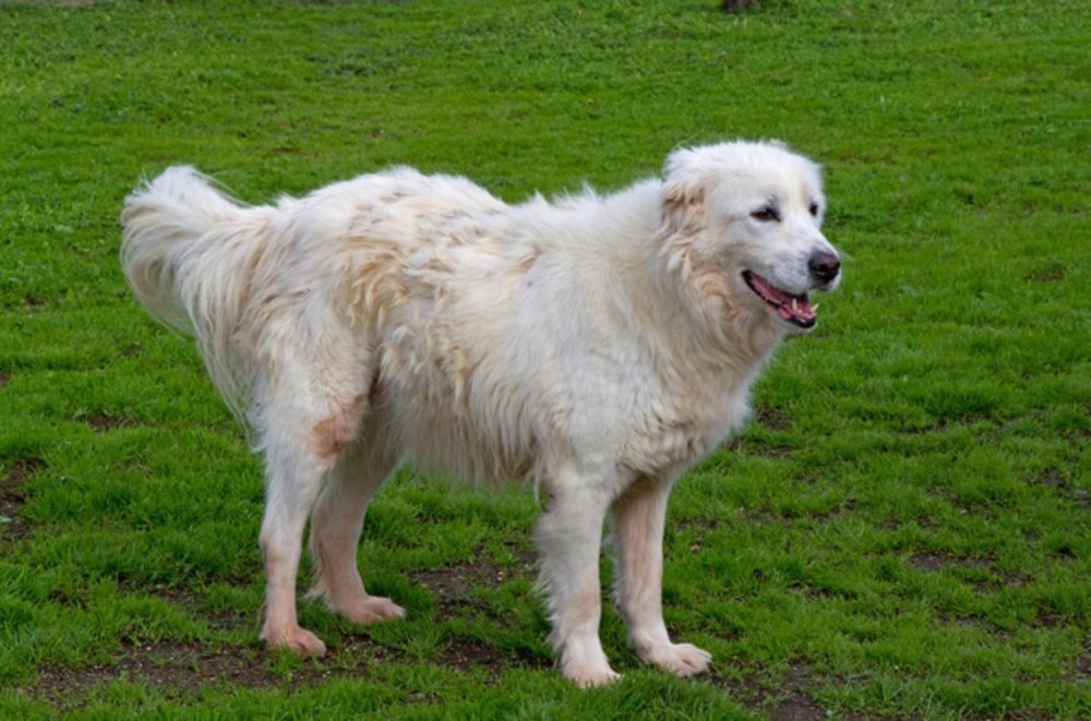 Maremma Sheep Dog Breed Image 10