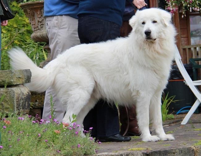 Maremma Sheep Dog Breed Image 12