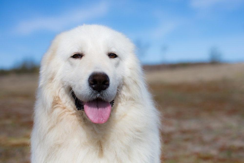 Maremma Sheep Dog Breed Image 13